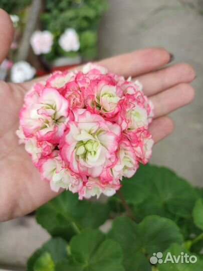 Герань пеларгония