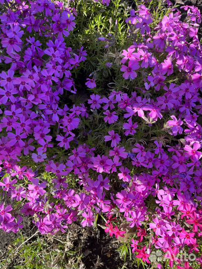 Флокс шиловидный и другие стелящиеся растения