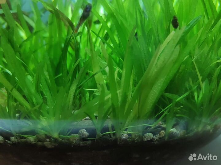 Растение для аквариума (Валлиснерия)