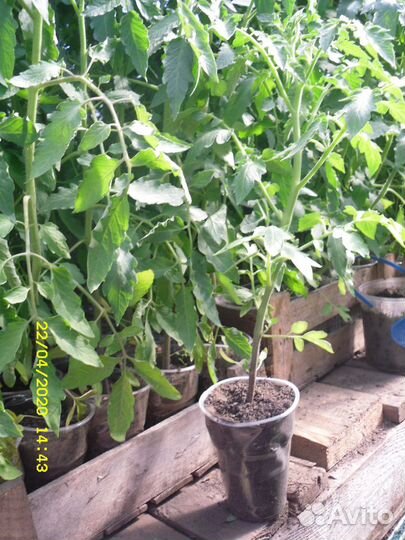 Рассада овощей и цветов