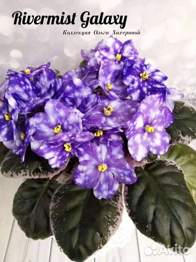 Детки сортовых фиалок