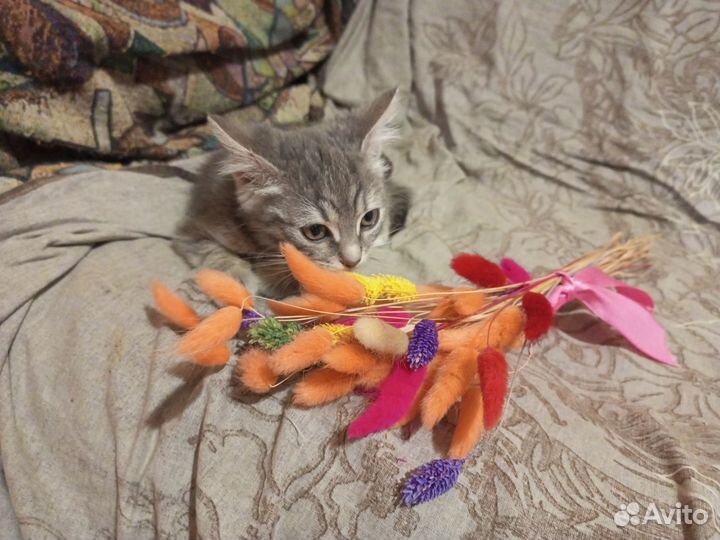 Котенок Ириска в добрые руки