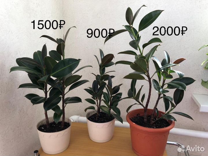 Фикус Эластика Тинеке Мелани