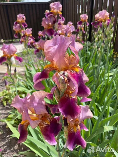 Ирисы бородатые сортовые