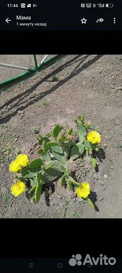 Кактус опунция