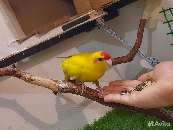 Попугай Какарик