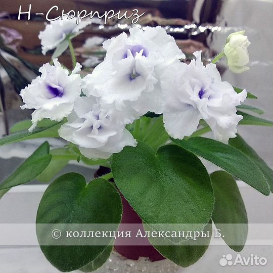 Детки/стартеры сортовых фиалок