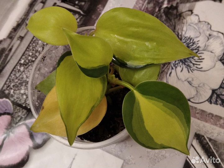 Филодендрон бразил