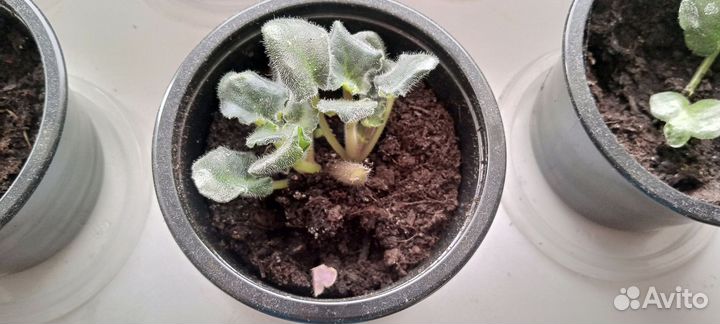 Комнатные растения цветы