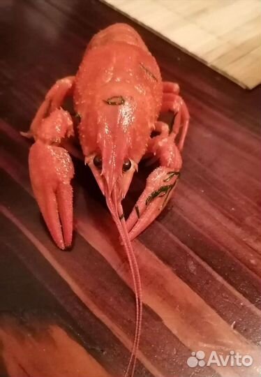 Раки живые и варёные