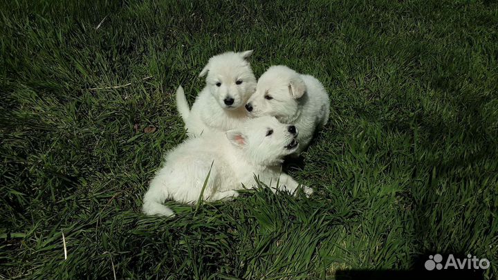 Собаки щенки