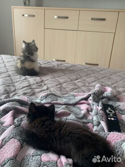 Котята в добрые руки бесплатно