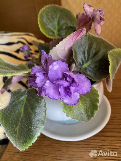 Фиалка Storm's Eye