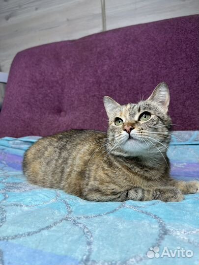 Спасите Сироту