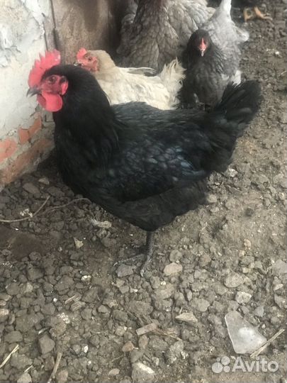 Племенные петухи