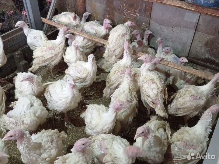 Индюки цыплята