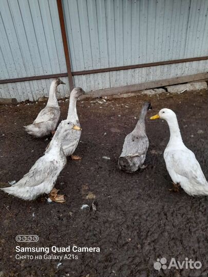 Индоутки и Утки