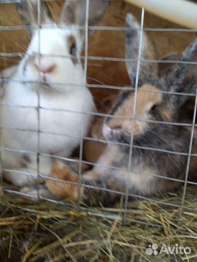 Продам мясо кролика и на племя