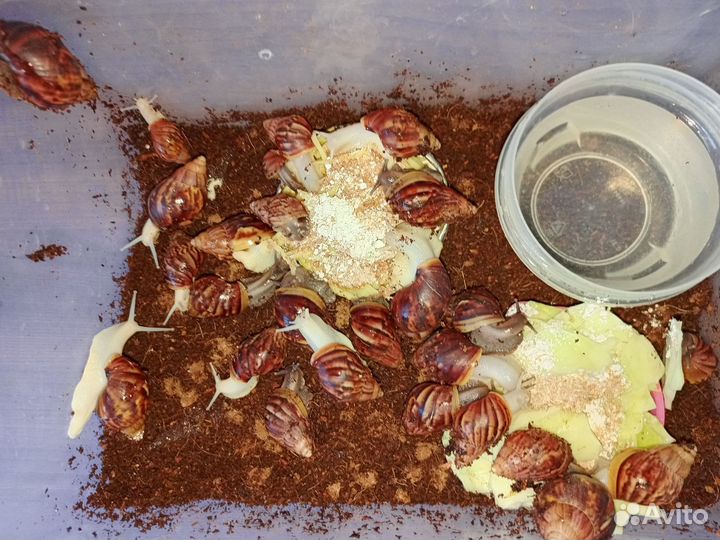 Улитки ахатины