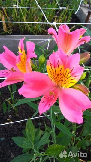 Альстромерия от производителя,оптом и в розницу