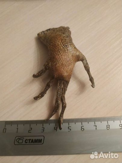 Лапка аллигатора