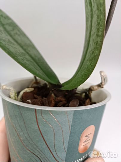 Орхидея парфюмерная фабрика Melion