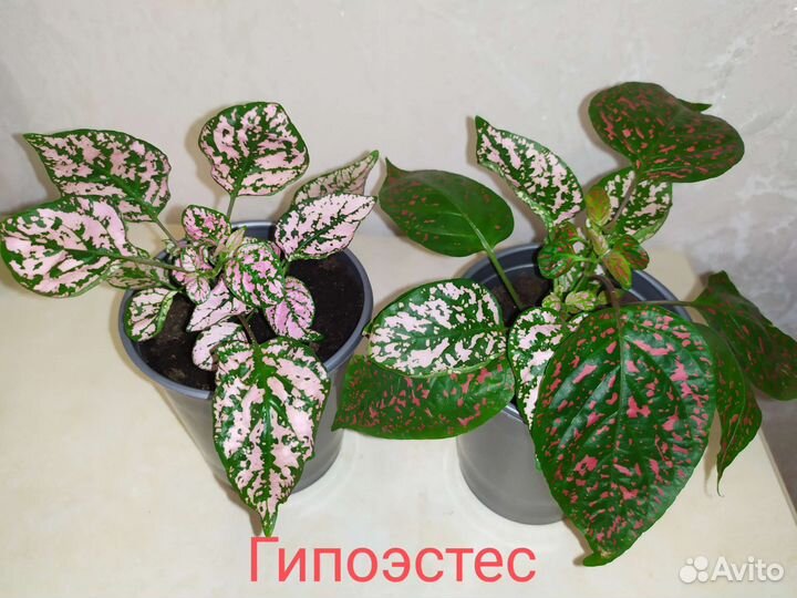 Комнатные цветы