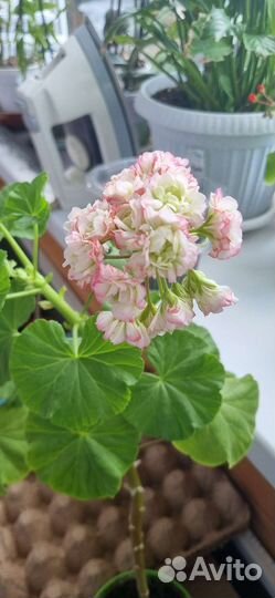 Пеларгония герань