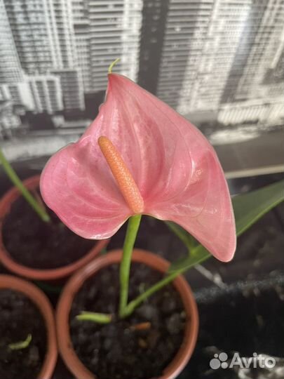 Антуриум розовый