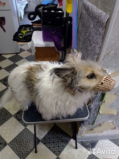 Услуги грумера