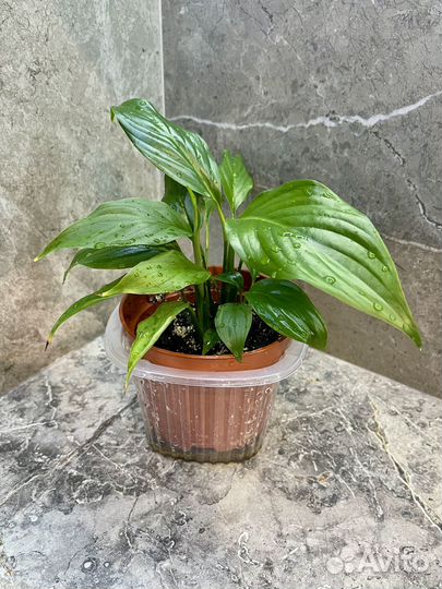 Спатифиллум