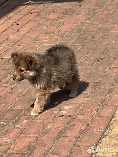 Собаки бесплатно в добрые руки