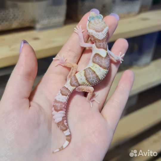 Пятнистый и Иранский эублефар