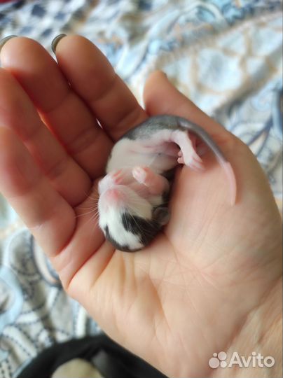 Крысята дамбо