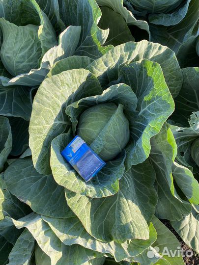 Кауста молодая