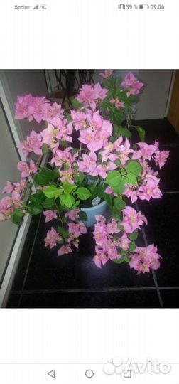 Бугенвиллия double pink