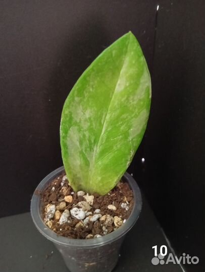 Замиокулькас вариегатный шорт лив