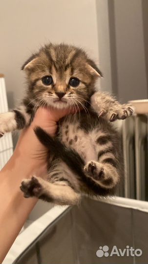 Кошка в дар бесплатно