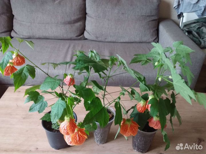 Абутилон мармелад