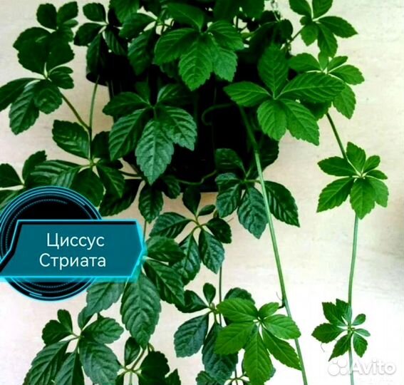 Комнатные цветочки