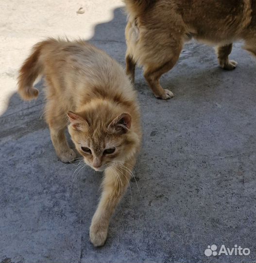 Котята в добрые руки бесплатно