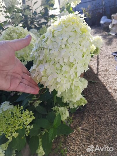 Гортензия Лаймлайт