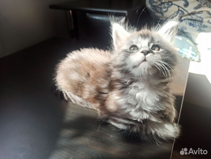 Котёнок Мейн-кун