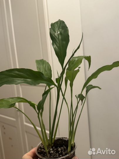 Спатифиллум