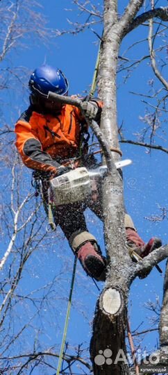 Спил деревьев