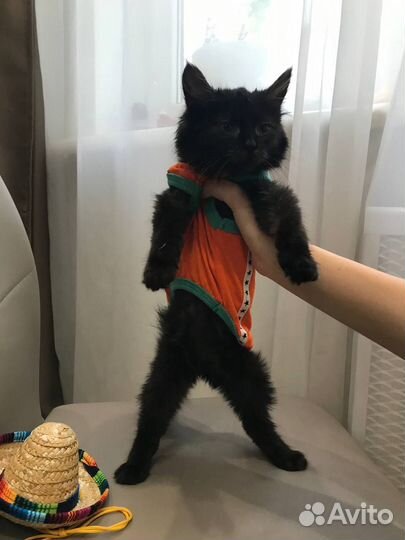 Котенок бесплатно