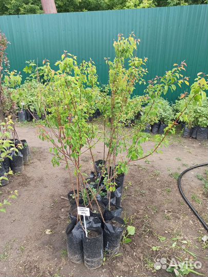 Саженцы Абрикосов, 3летки, 1,5м, зкс