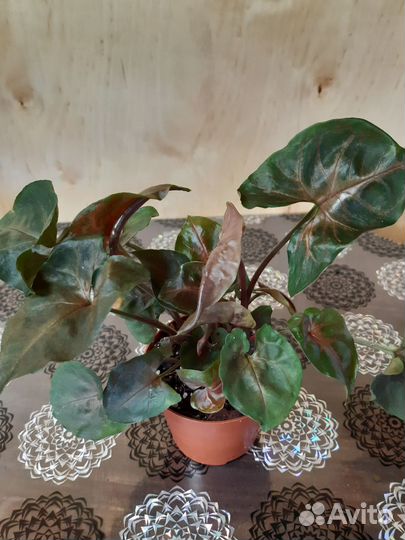 Комнатные растения