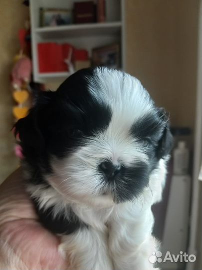 Собака ши-тцу