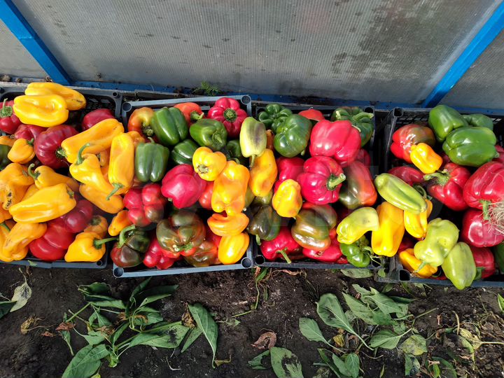 Дача 10 м² на участке 8 сот.